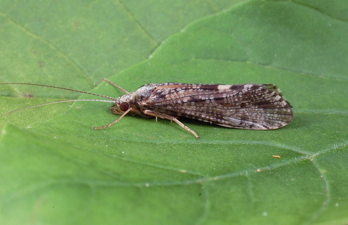 Отряд ручейники - Trichoptera