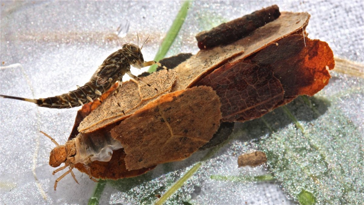 Личинка ручейника