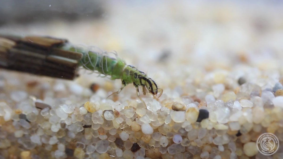 Личинки ручейника индикатор