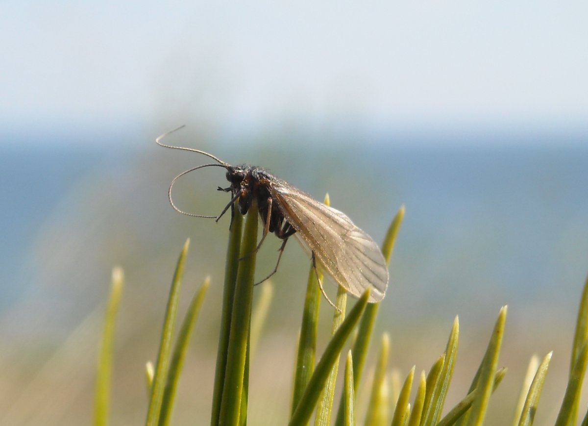 Поденка ручейник