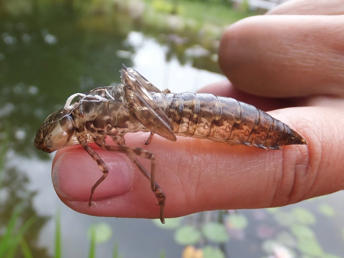 Личинка Стрекозы Дозорщик Император