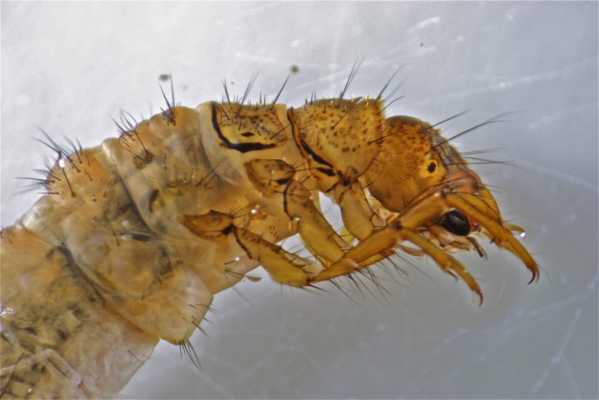 Личинка ручейника