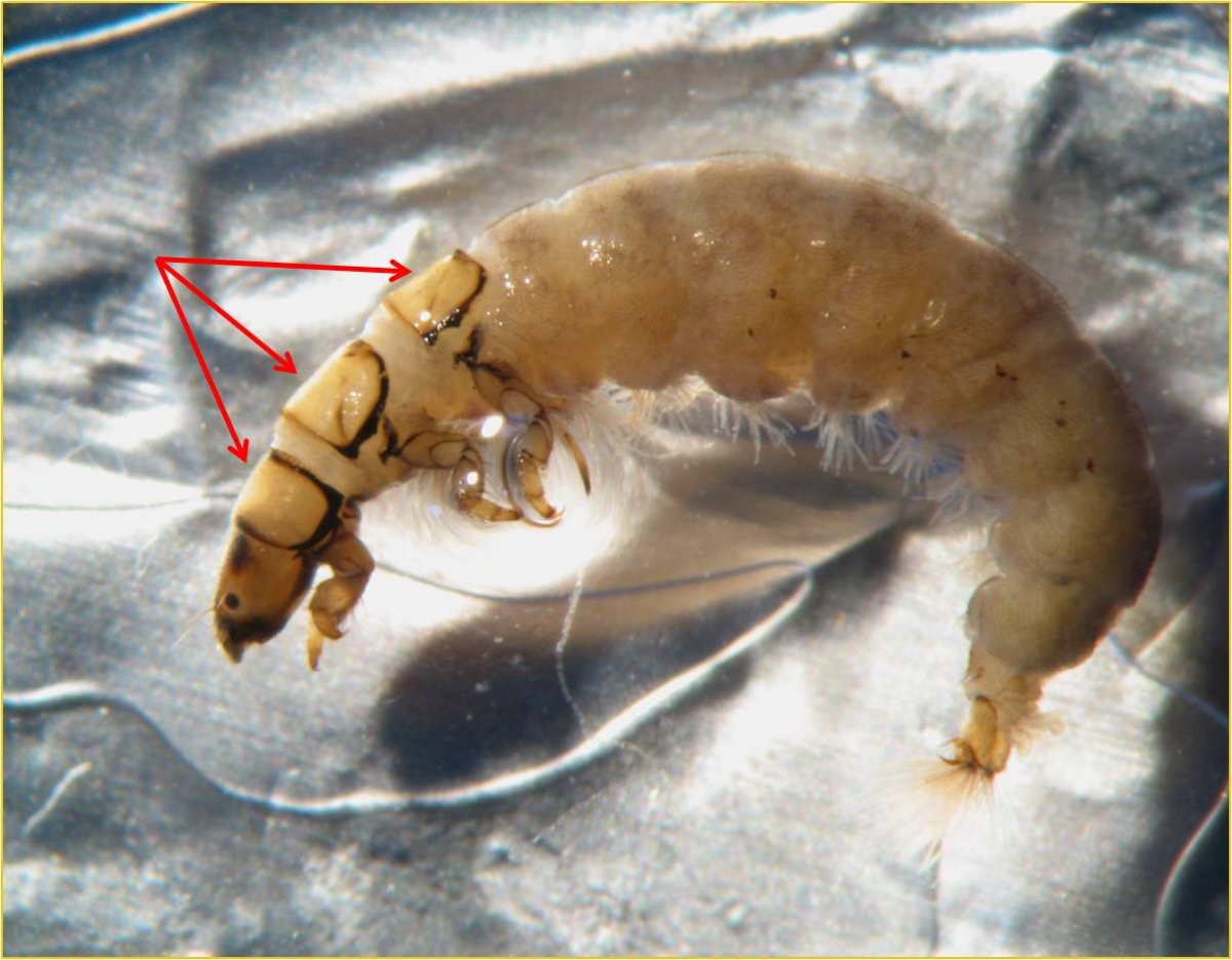 Ручейник Свободноживущий личинка