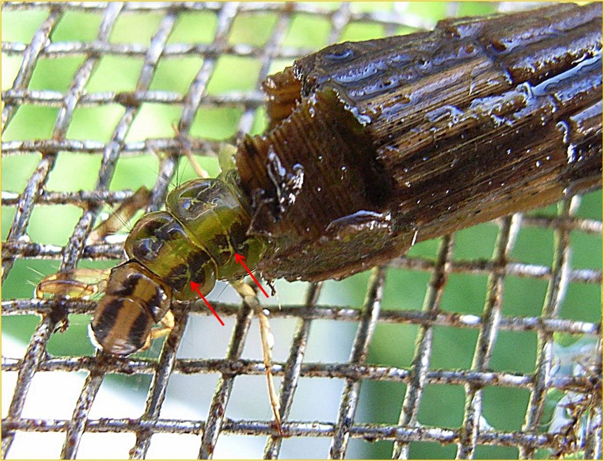 Жук ручейник