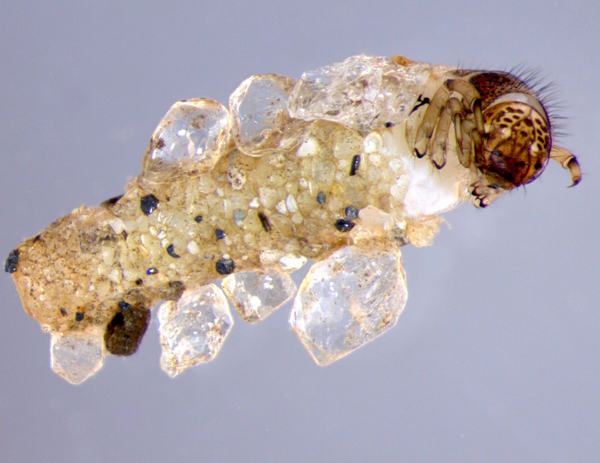 Ручейники Моланна