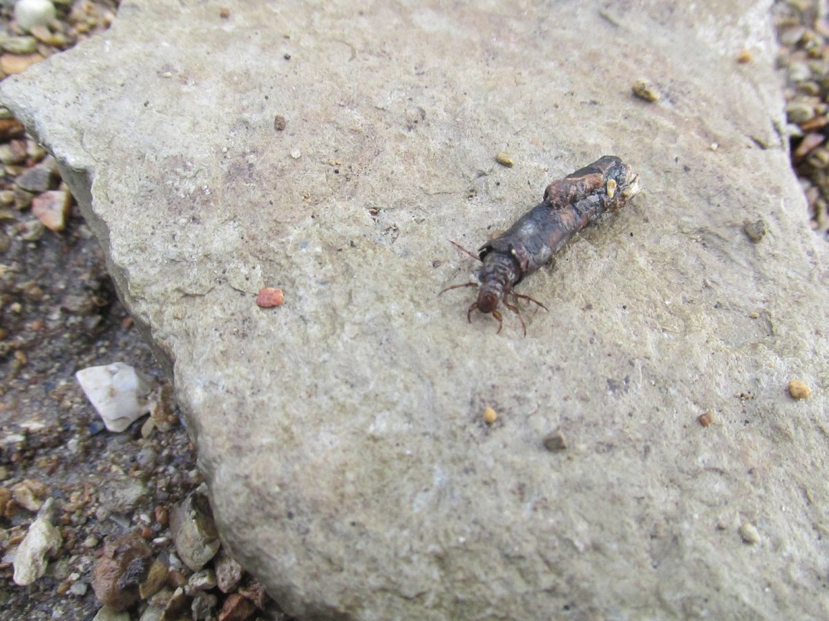 Мотыль и ручейник