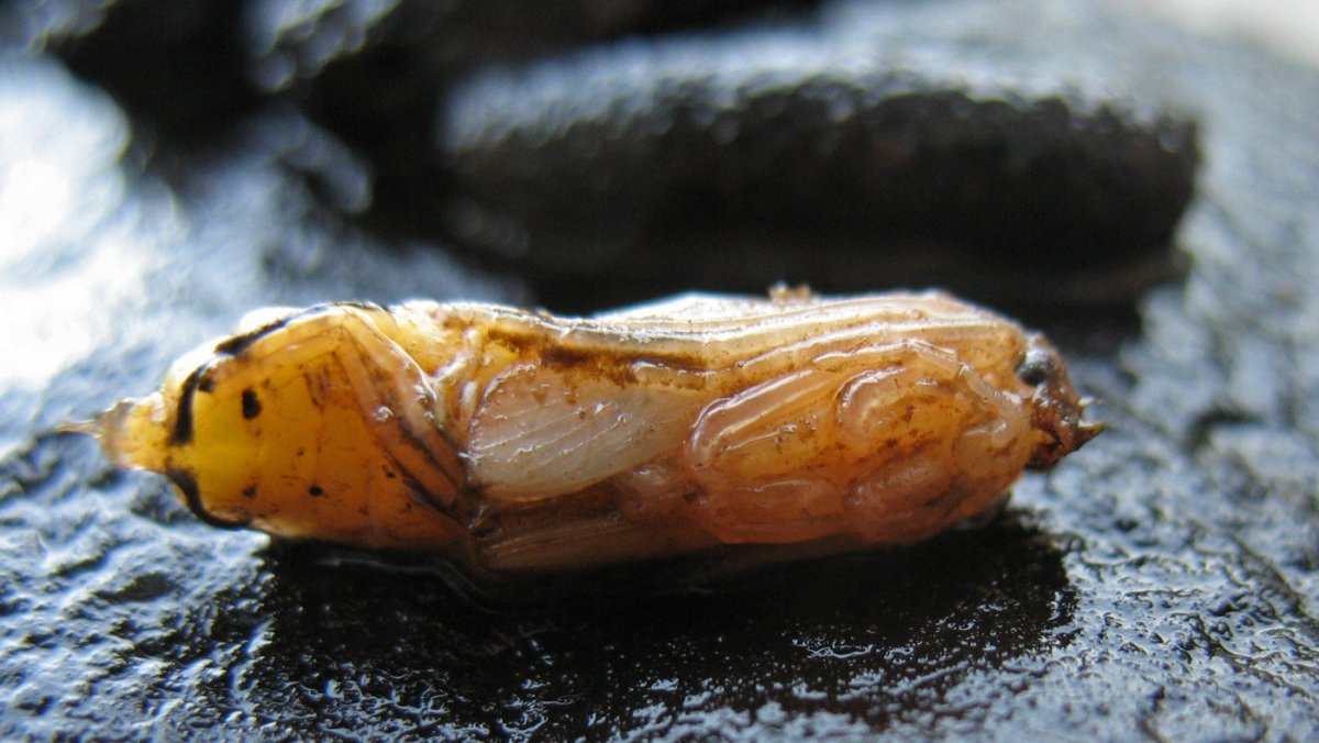 Шитик ручейник