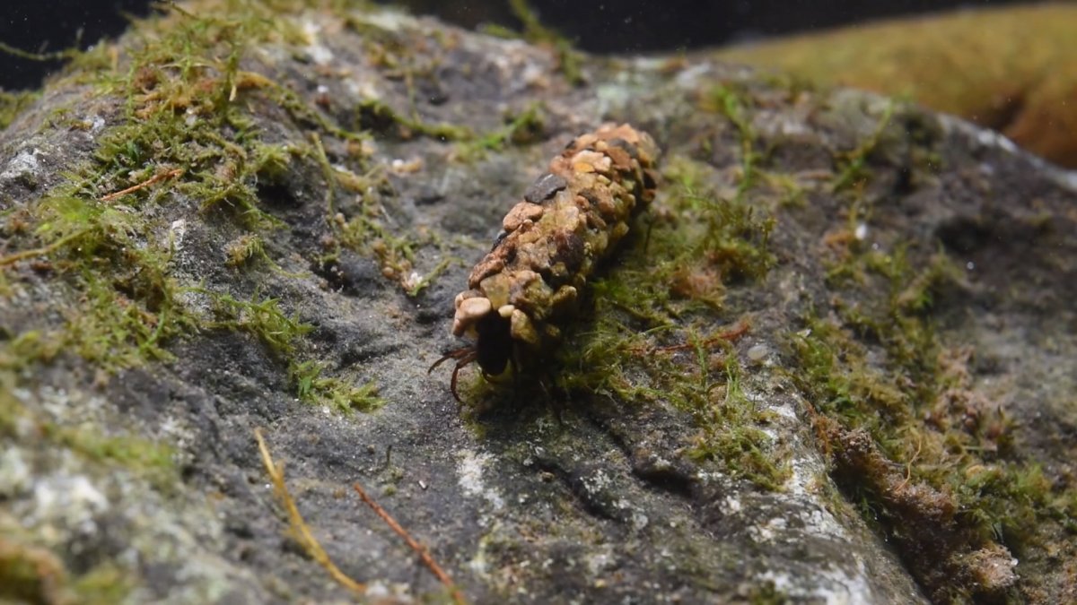 Ручейник личинка Стрекозы