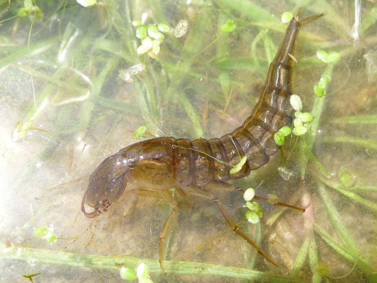 Наяда личинка плавунца