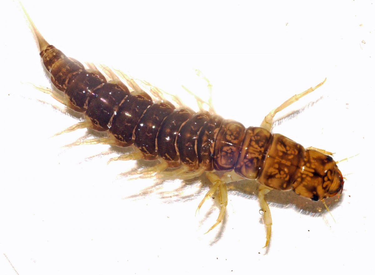 Личинка вислокрылки