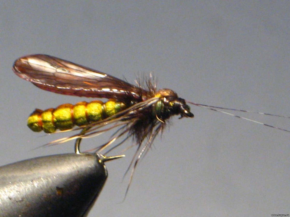 Ручейник Свободноживущий