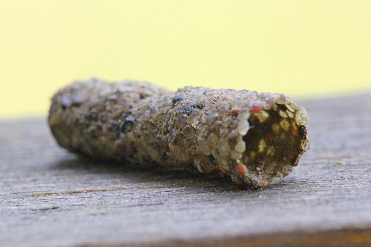 Личинка ручейника