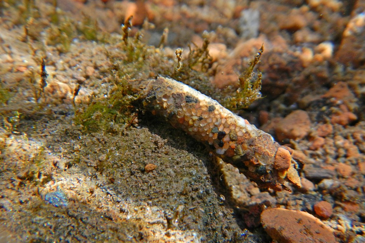 Водная личинка ручейника