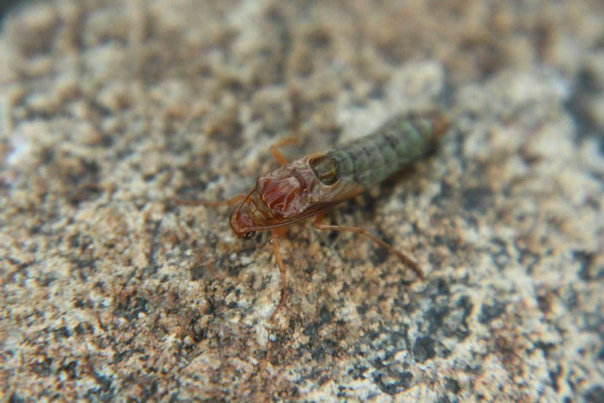 Ручейник метаморфоз