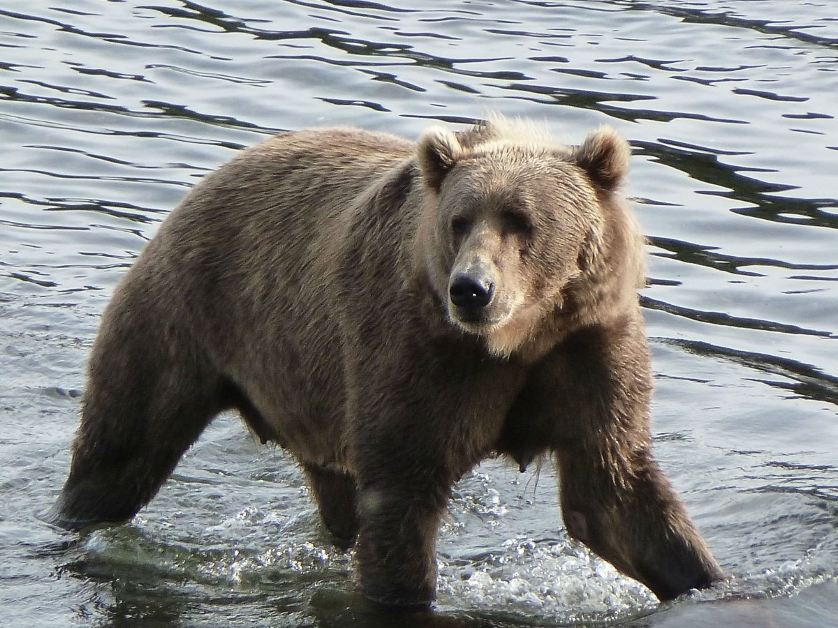 Сибирский бурый медведь vs Кадьяк