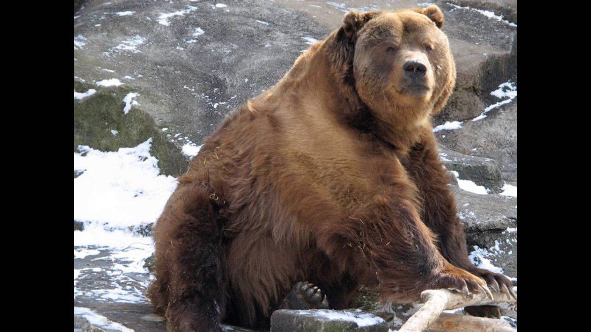 Бурый медведь Кадьяк