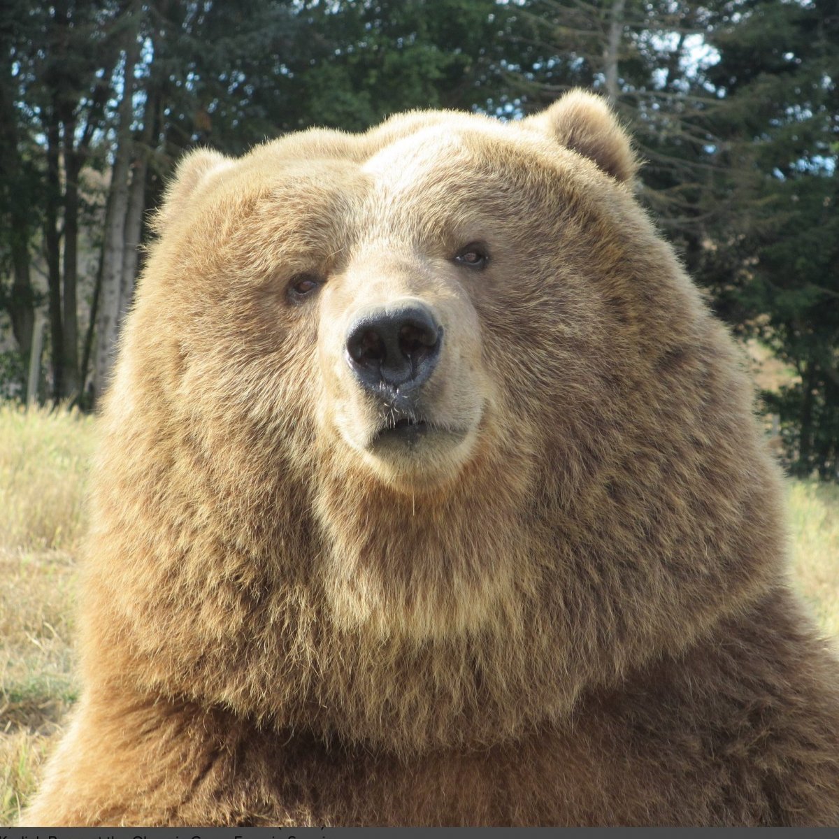Самый большой медведь Кадьяк 1200 кг