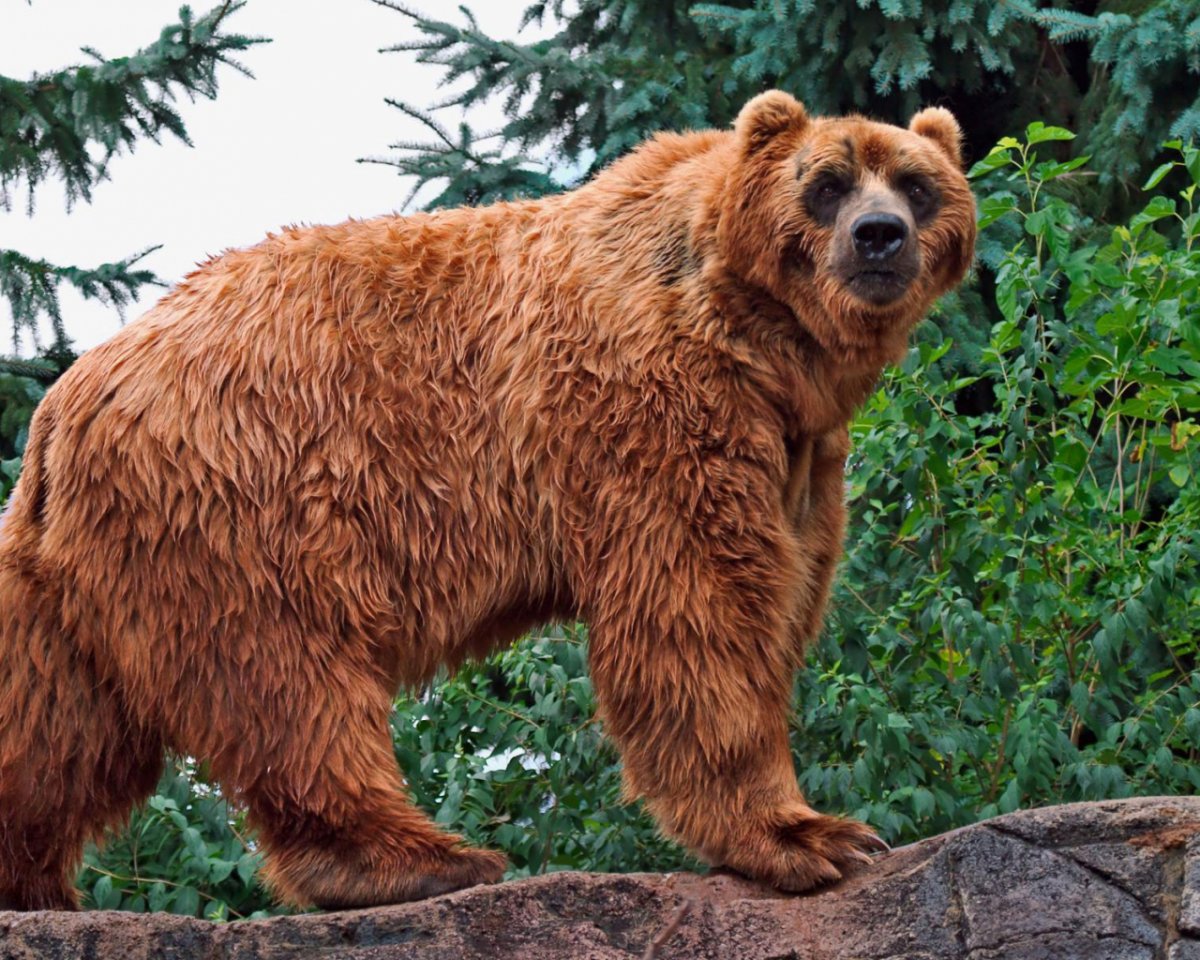 Бурый медведь Кадьяк