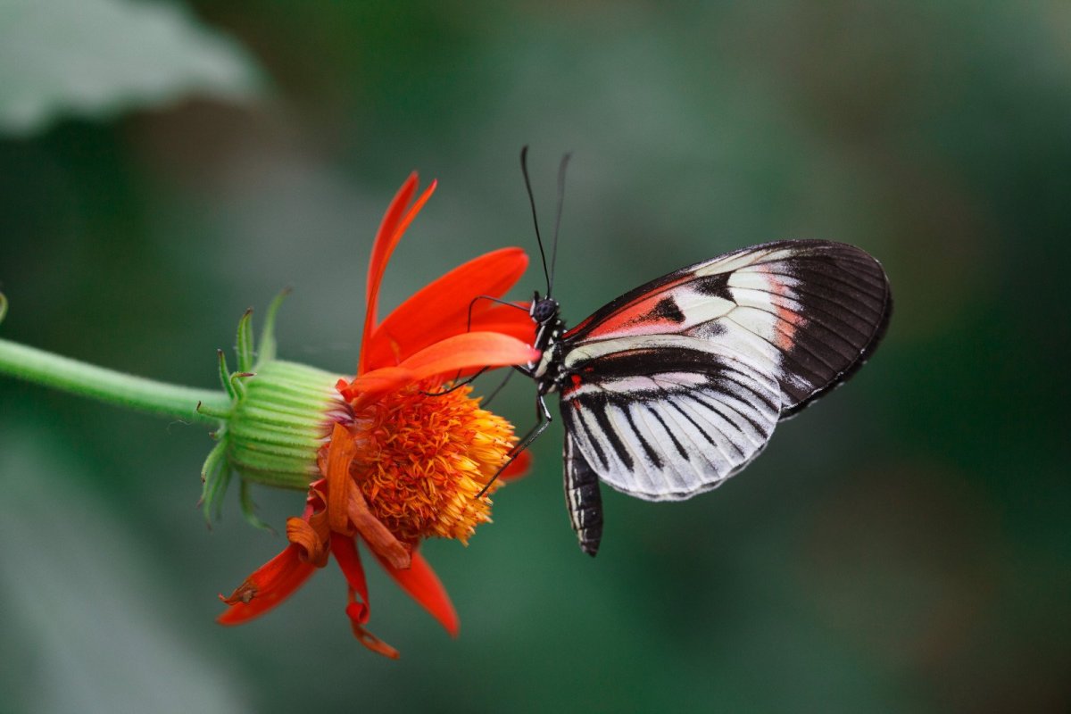 Насекомые Крыма