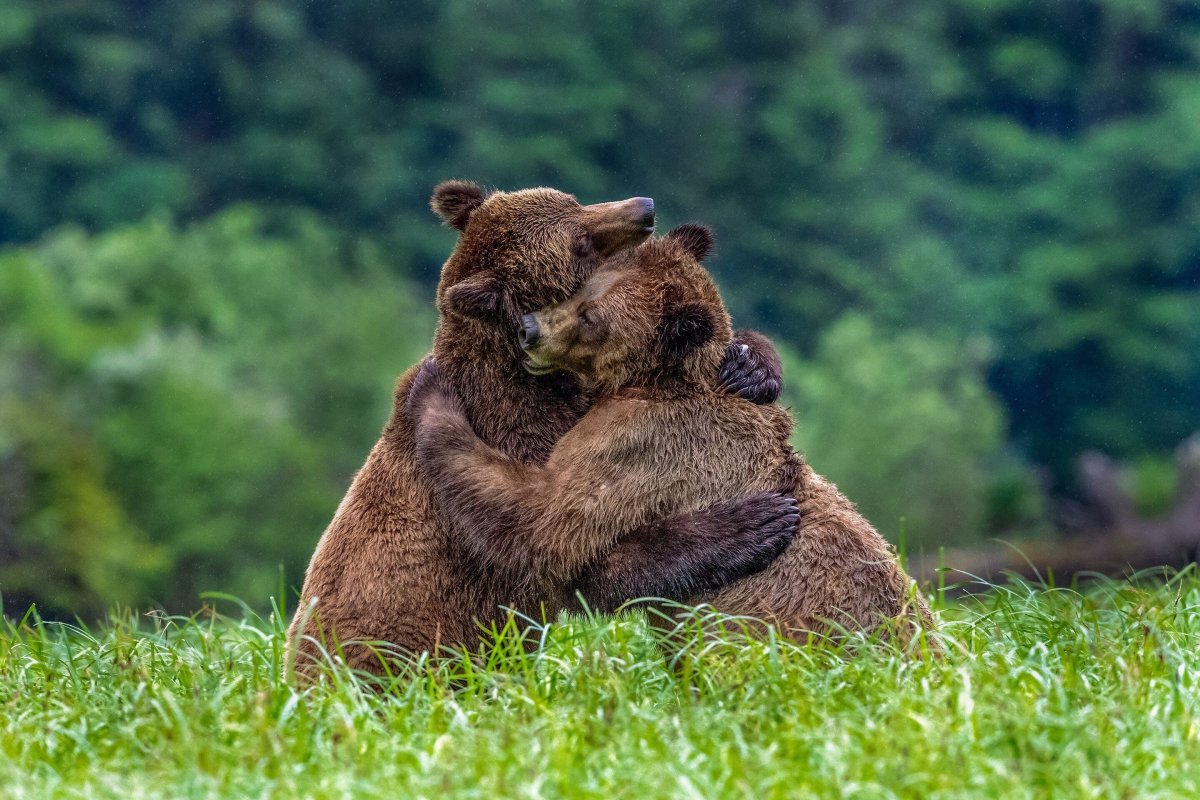 Медвежата обнимаются