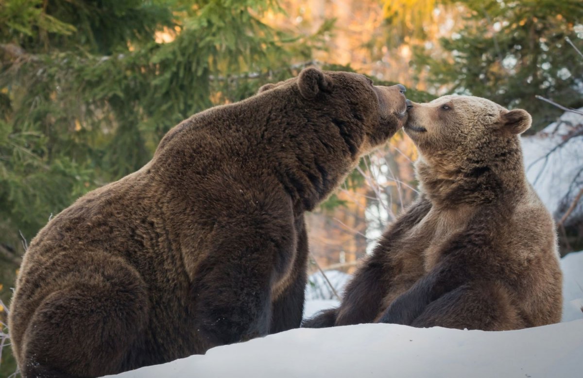 Медведь и Медведица любовь