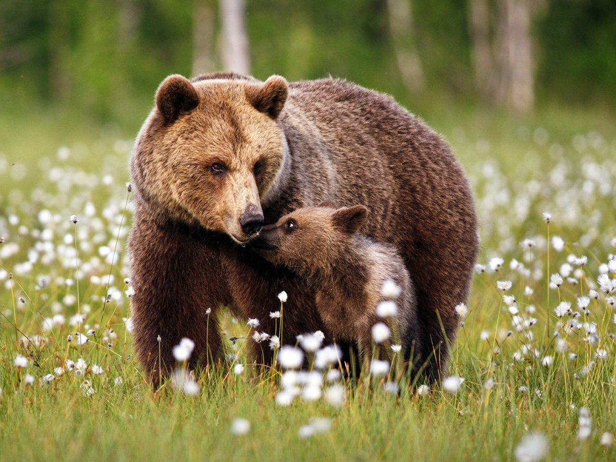 Животные ХМАО Югры
