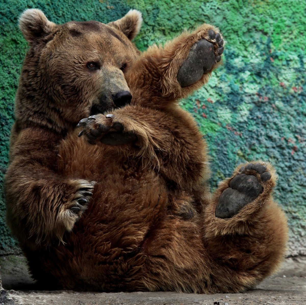 Влюбленные медведи