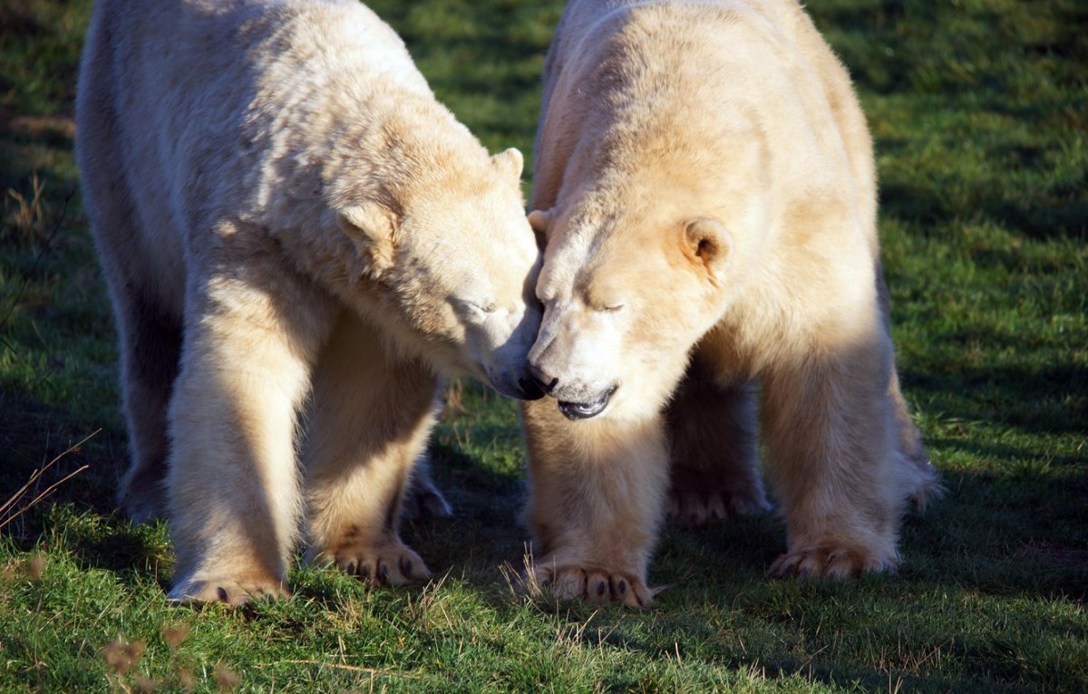 Дружба с медведем