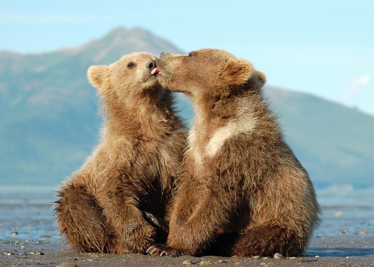 Медвежата обнимаются