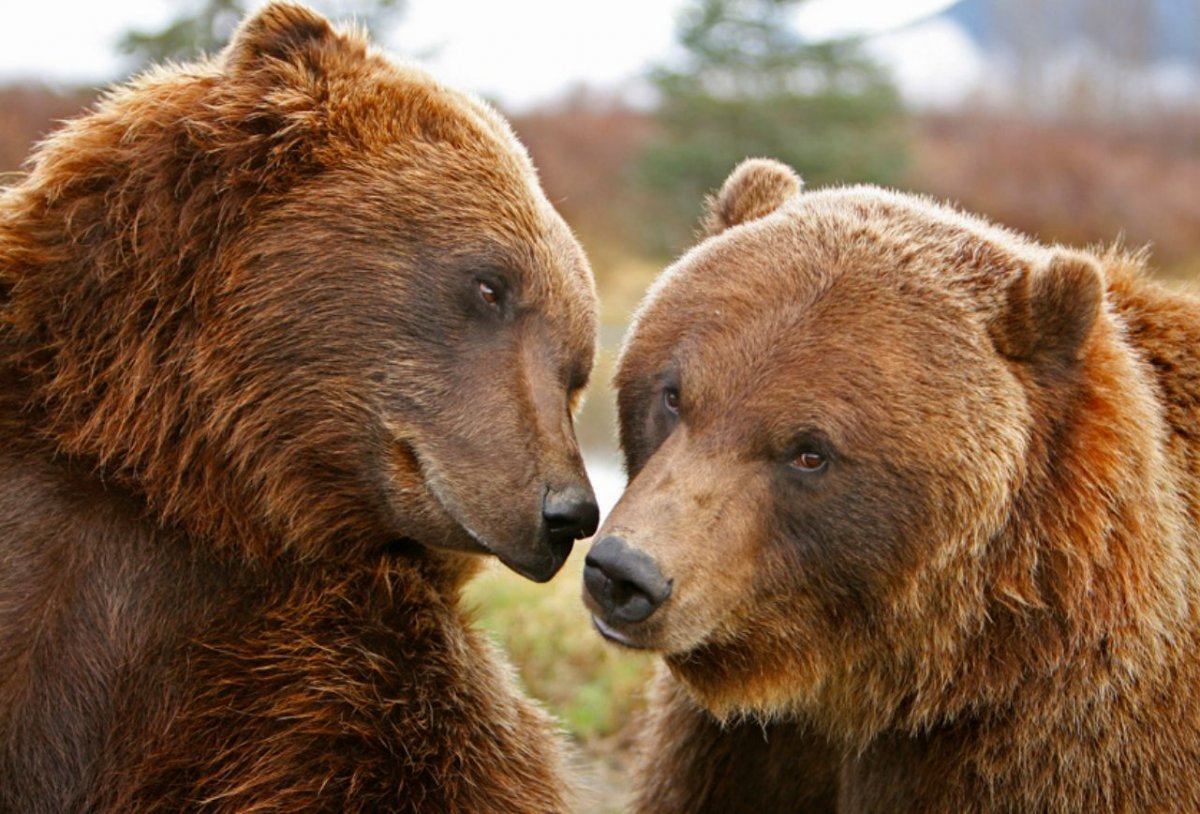 Медведи любовь