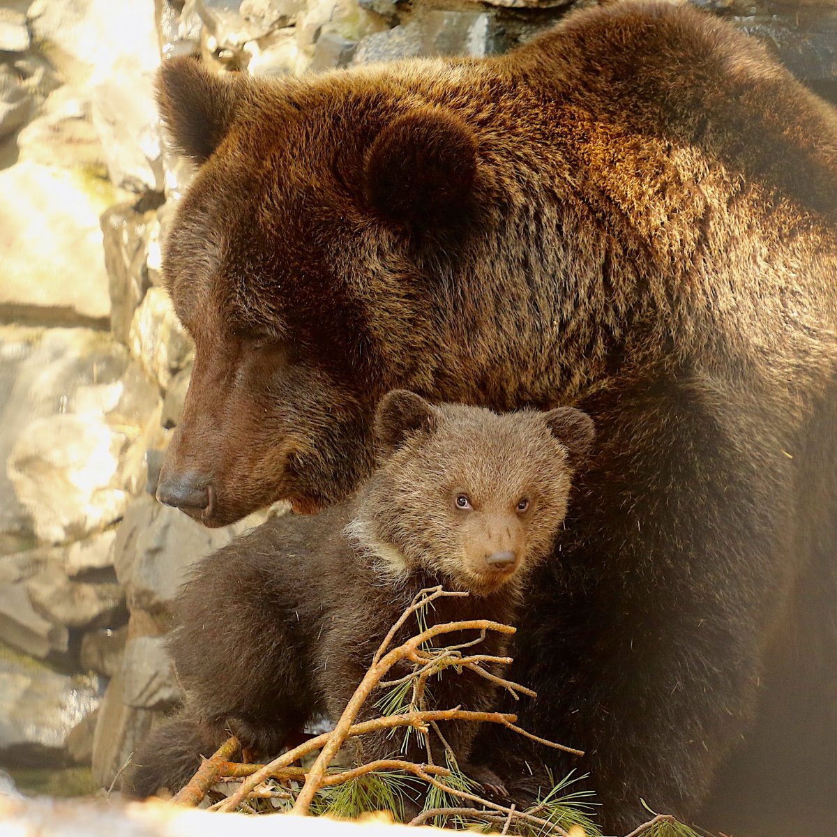 Бурые медведи в Новосибирском зоопарке