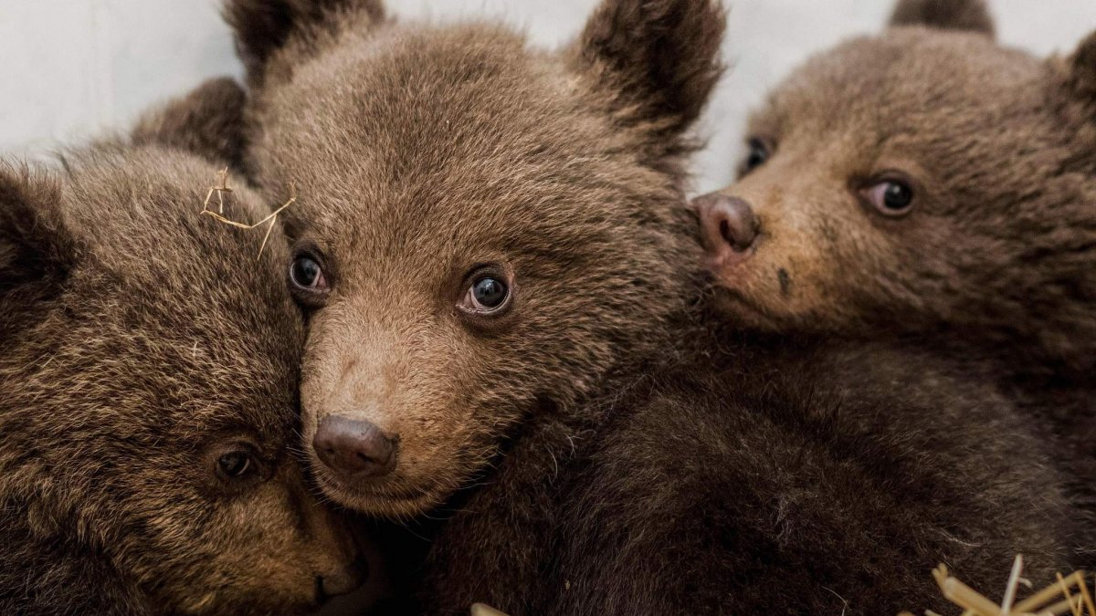 Три медведя Медведица
