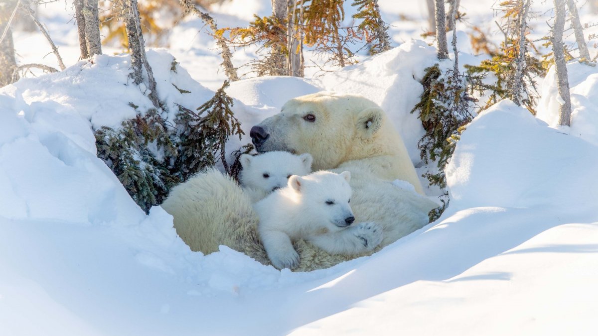 Белый медведь Берлога белой медведицы