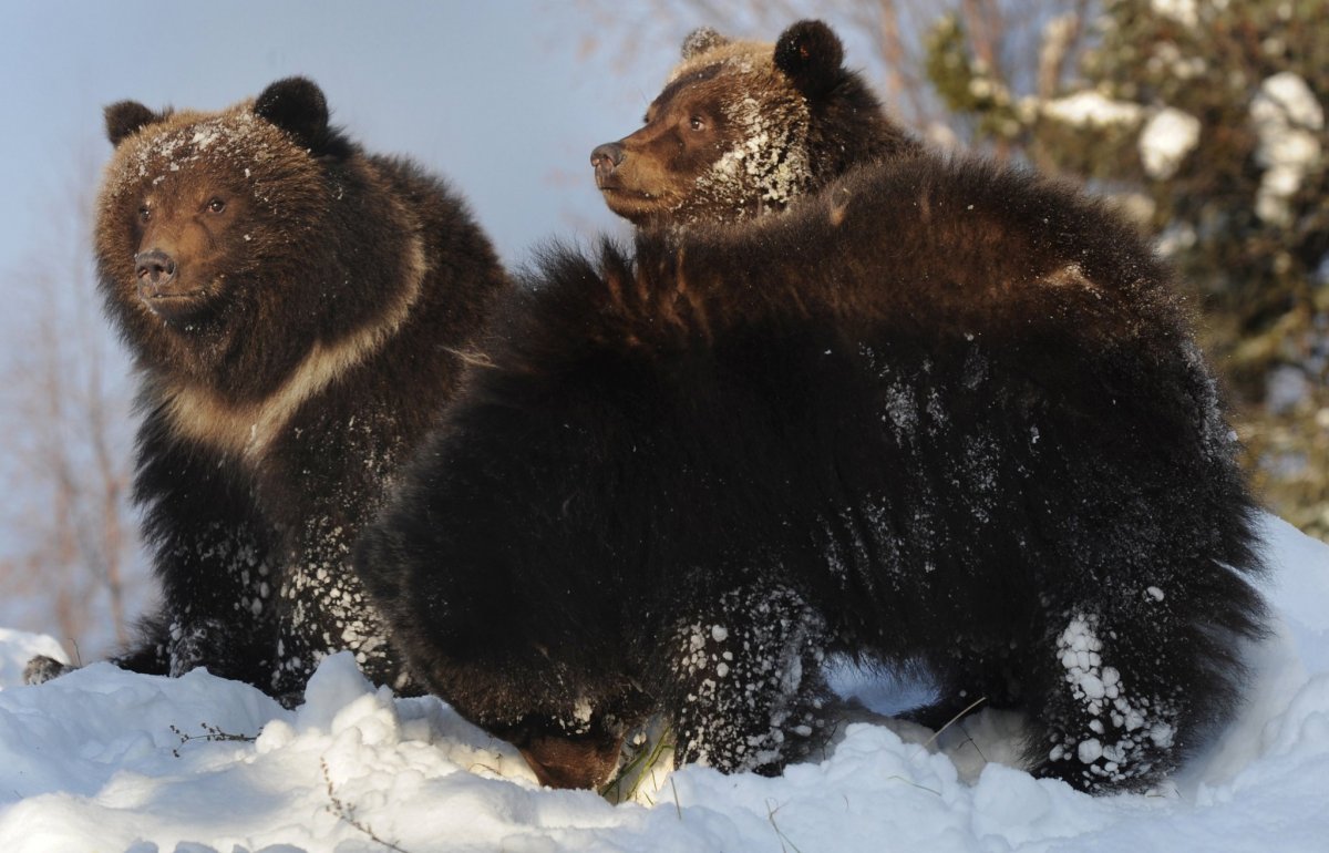 Медведь Гризли зимой