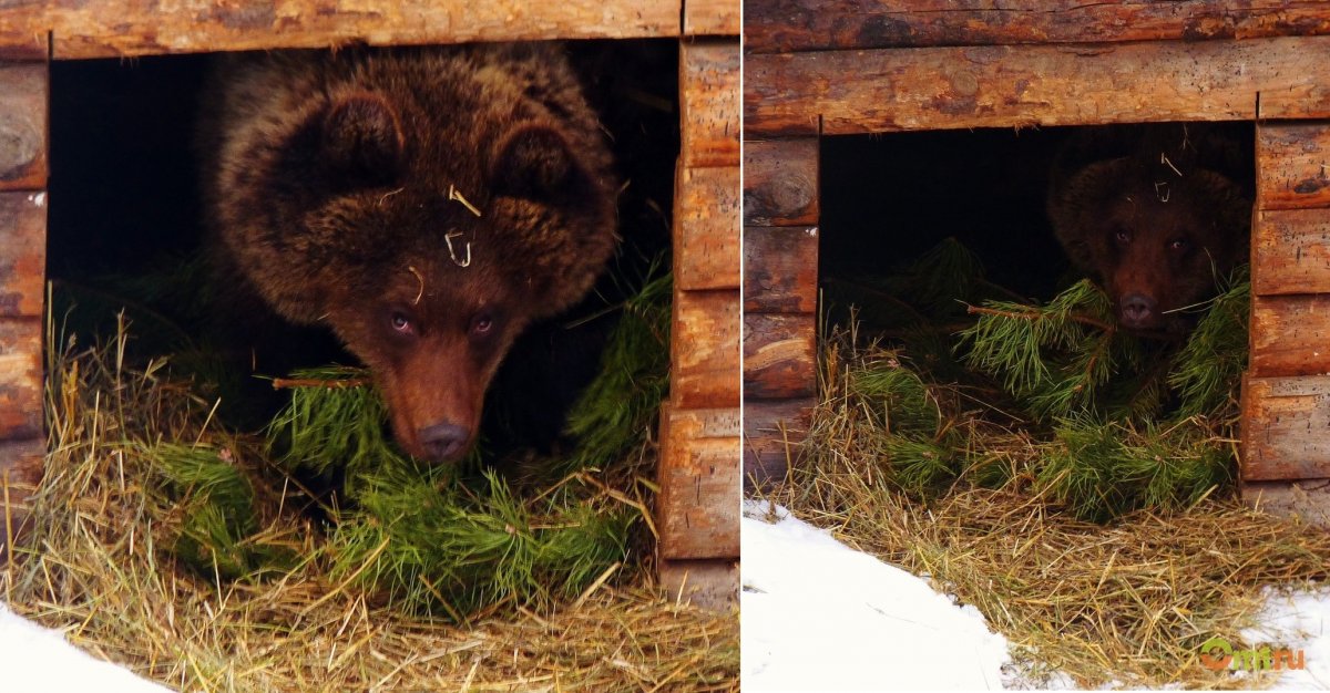 Медведь готовит берлогу
