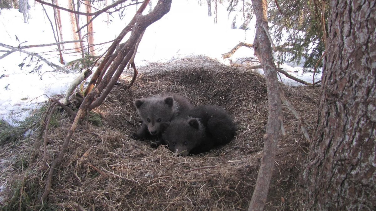 Медвежья Берлога
