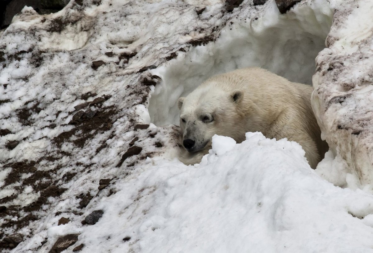Белый медведь Берлога белой медведицы