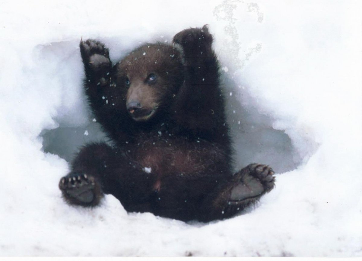 Медведь с медвежатами в берлоге