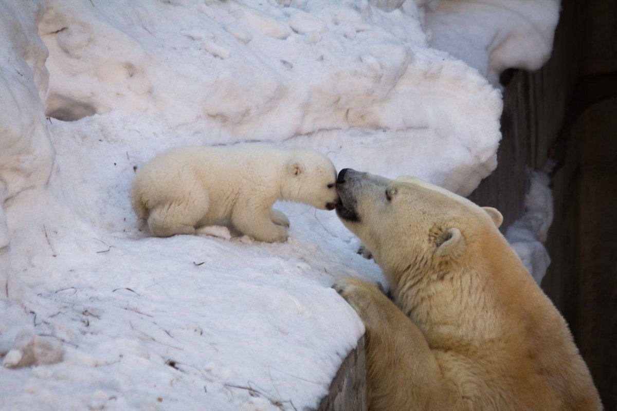 Медведица с медвежатами Новосибирский зоопарк