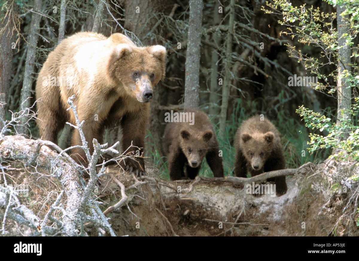 Медведица с медвежатами весной в лесу