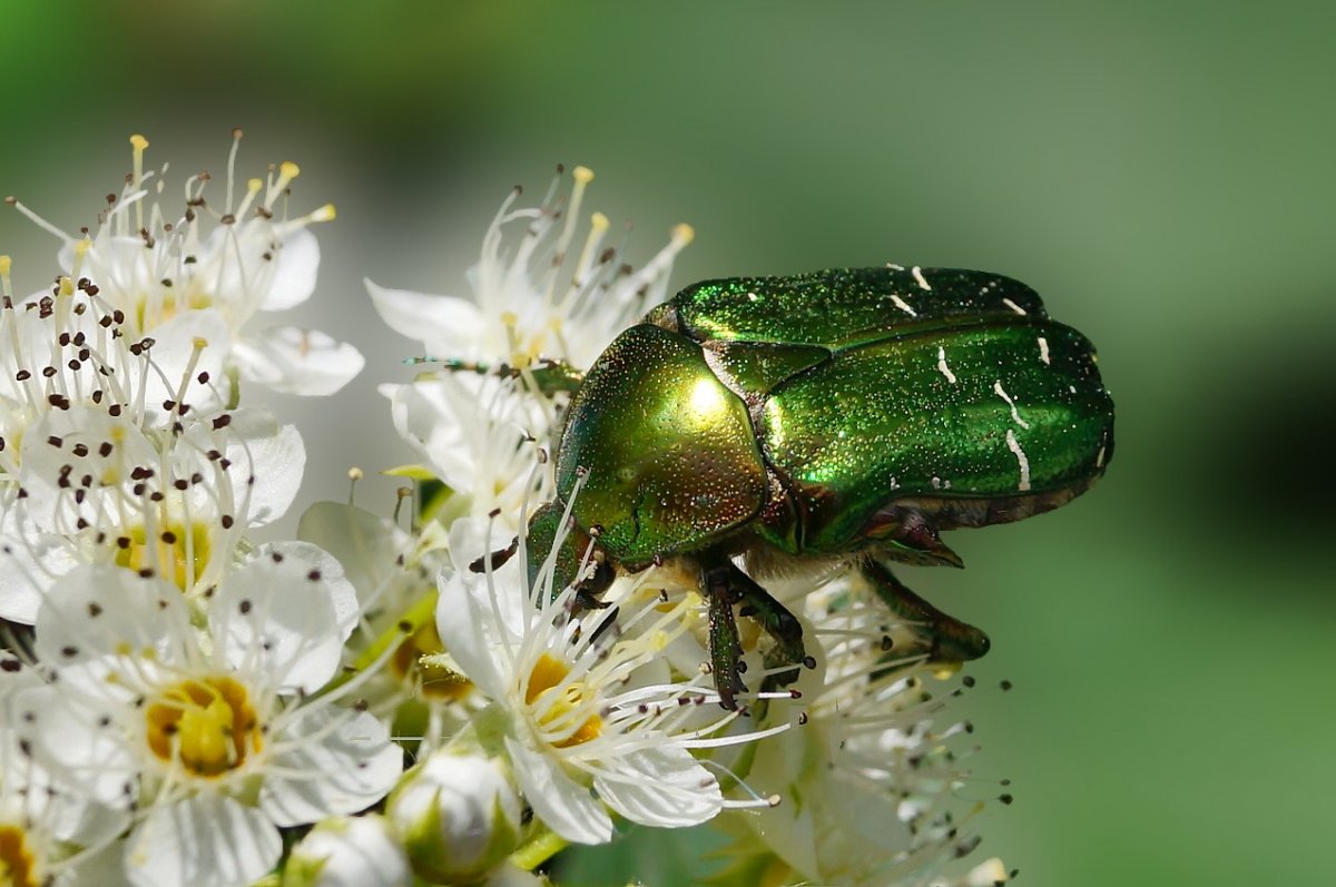 Бронзовка золотистая личинка