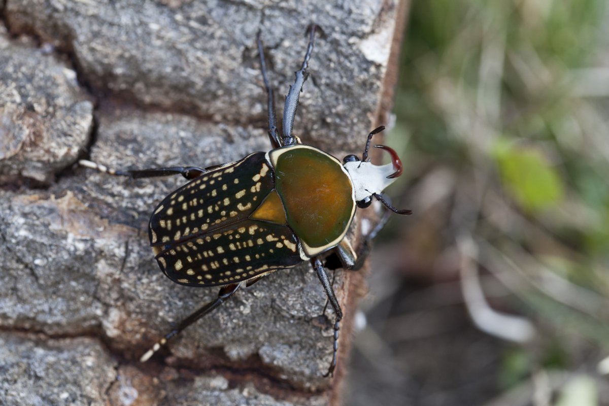 Жук бронзовка Голиаф