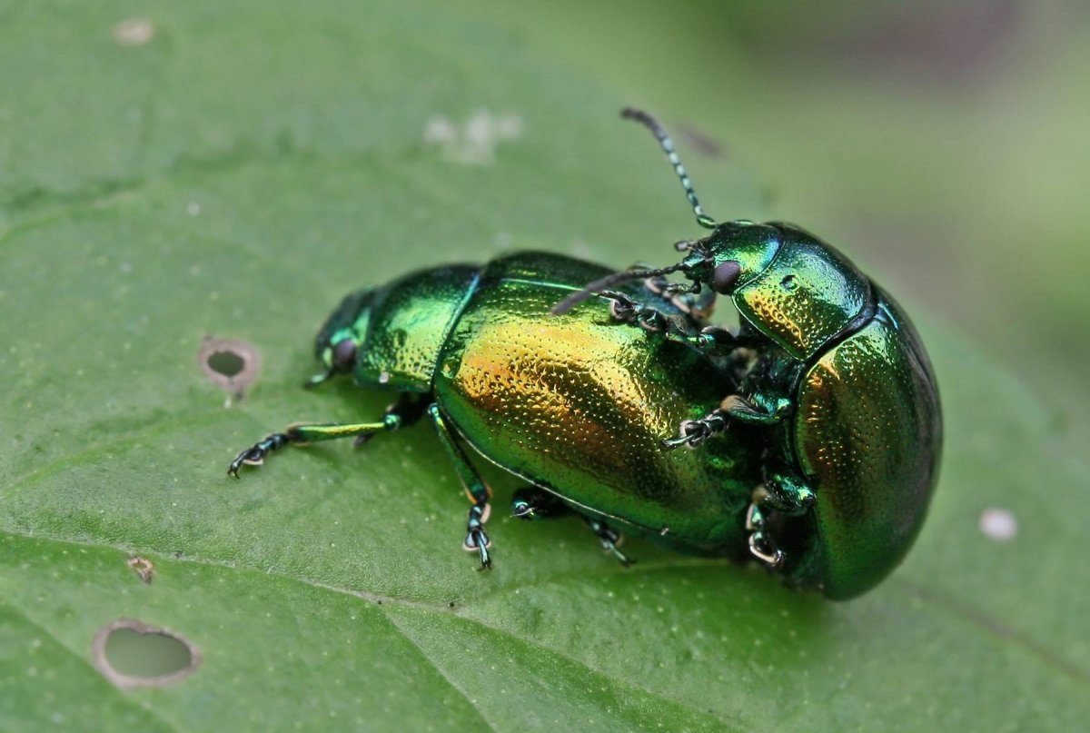 Листоед зеленый