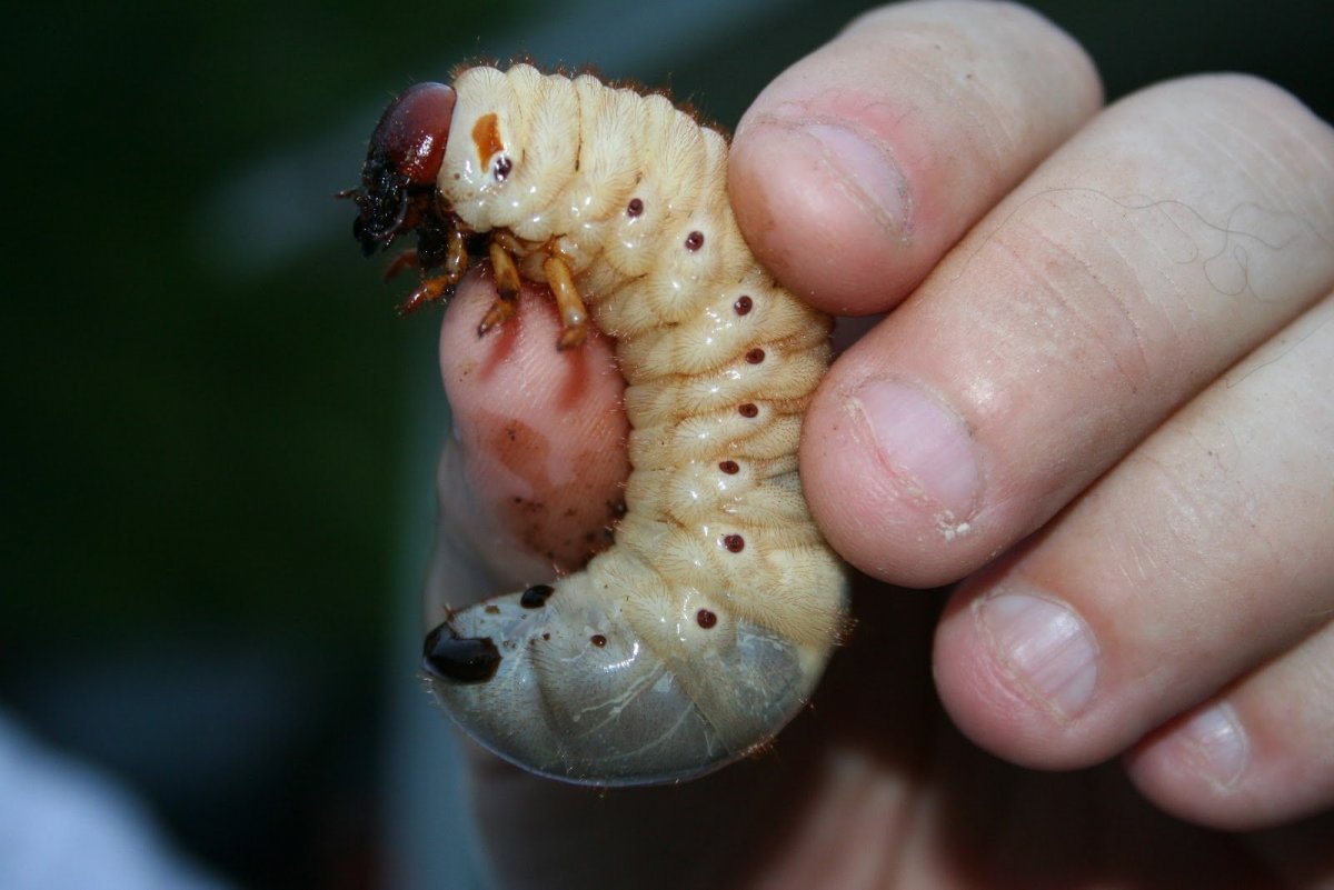 Личинка майского жука и медведки