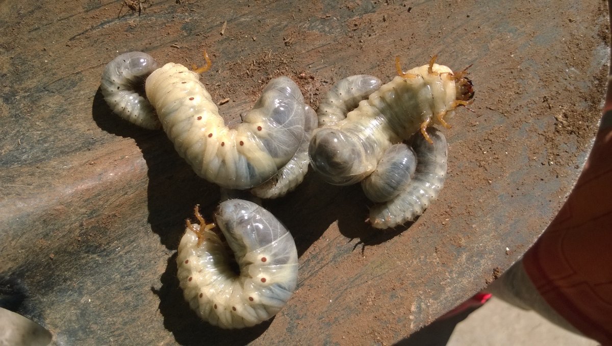 Личинки Жуков бронзовок