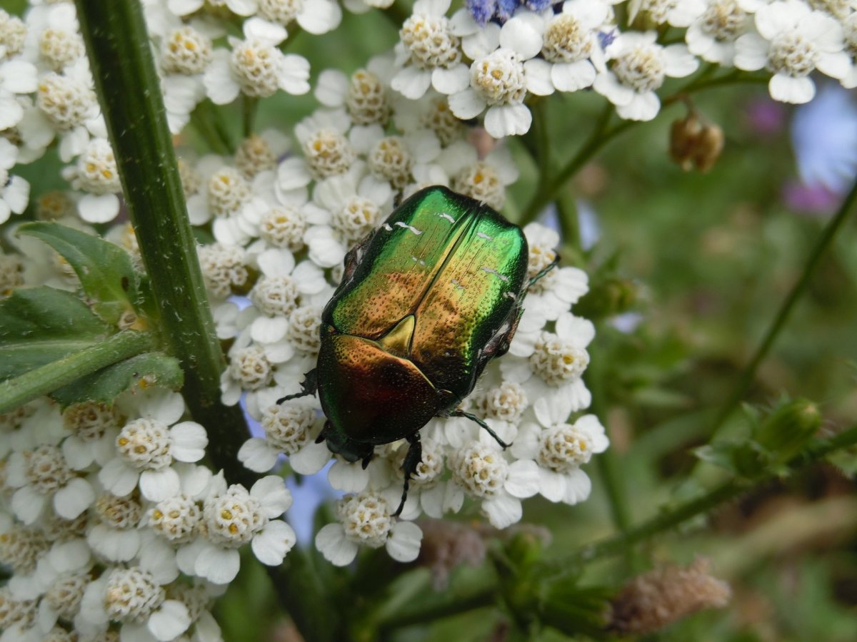 Бронзовка японская Жук
