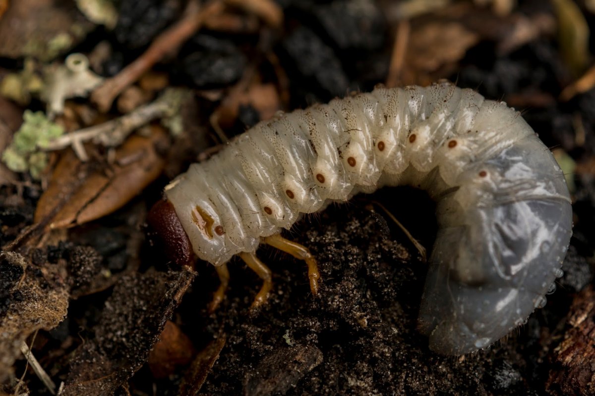 Цикада насекомое личинка