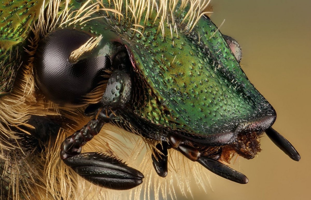 Жук макро бронзовка