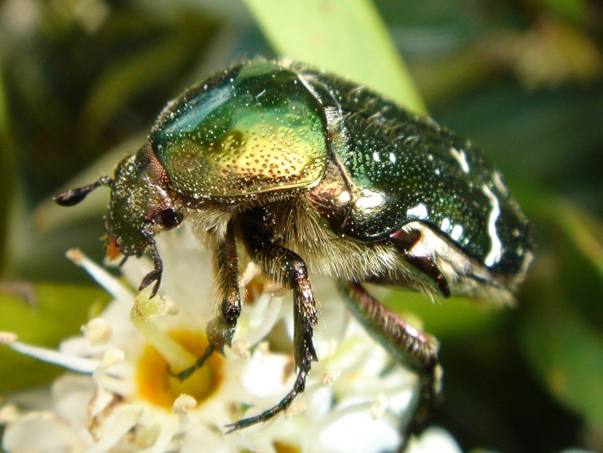 Июньский Жук бронзовка