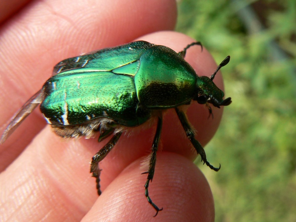 Жук бронзовка